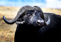 Male Buffalo - Ngorongoro