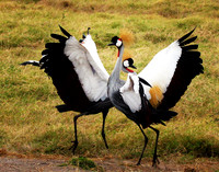 Grey Crowned Cranes Jousting - Amboseli