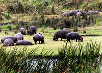 Gregarious Hippos - Ngorongoro