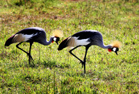 Crane Pas de Deux - Masai Mara