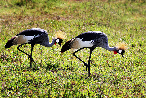 Crane Pas de Deux - Masai Mara
