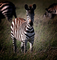 Zebra Foal  - Ngorongoro