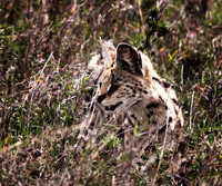 Seval Cat  - Serengeti