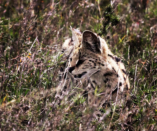 Seval Cat  - Serengeti