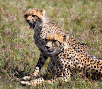Cheetah with Cub - Masai Marai