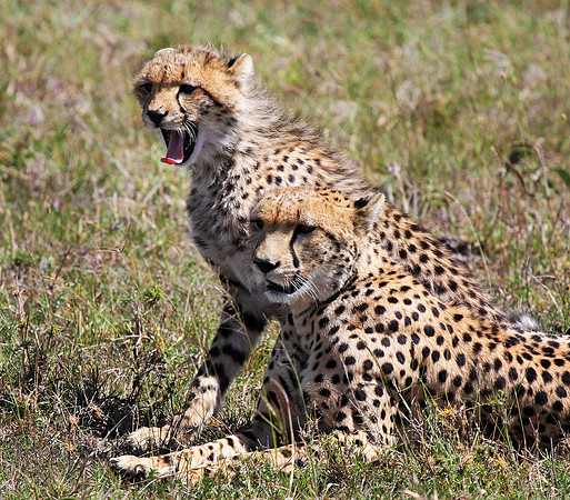 Cheetah with Cub - Masai Marai