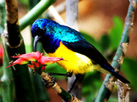 Male Variable Sunbird - Amboseli