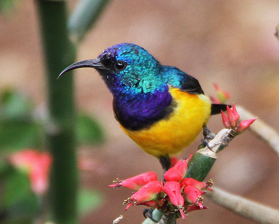 Male Variable Sunbird - Amboseli
