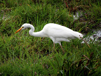 Great White Heron - Amboseli