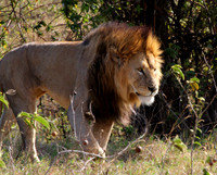 Magestic Male Lion -Ngorongoro