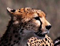 Cheetah on Alert - Ngorongoro