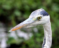 Great Blue Heron - Amboseli