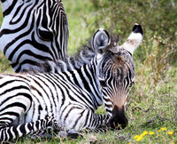 Foal with Mother - Lake Naivasha