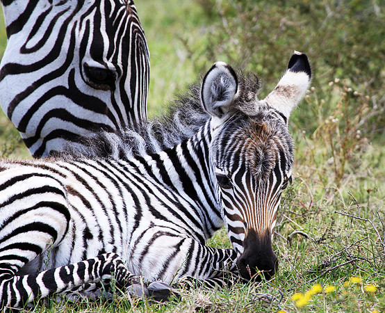 Foal with Mother - Lake Naivasha