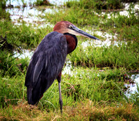 Goliath Heron - Amboseli