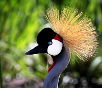 Grey Crowned Crane - Masai Mara