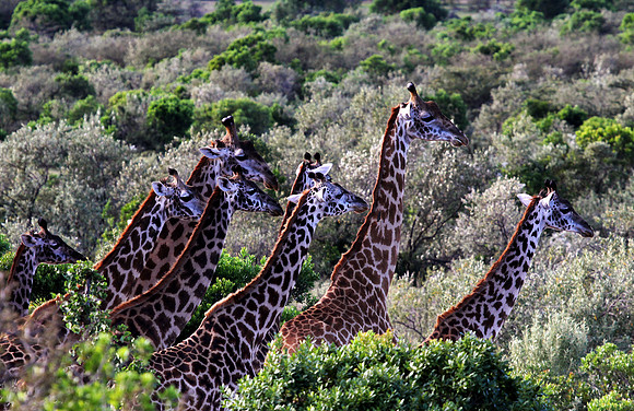 Giraffe Herd - Masai Mara