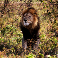 Male Lion - Ngorongoro Crater
