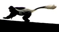 Colobus with Flying Fur - Lake Naivasha