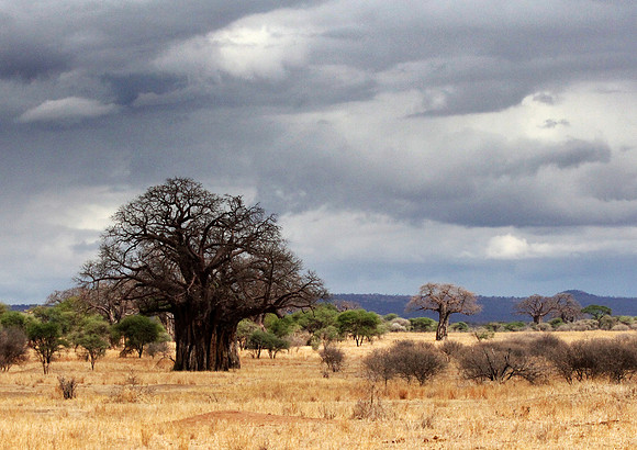 Massive Baobab Tree - Tarangire