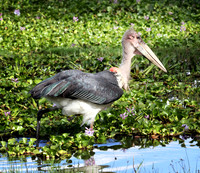 Marabou Stork - Amboseli