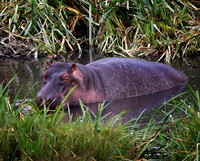 Taking It Easy - Ngorongoro