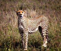 Female Cheetah - Ngorongoro