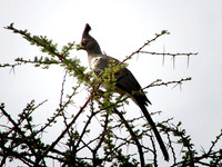 White-bellied Go-away Bird - Amboseli