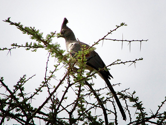 White-bellied Go-away Bird - Amboseli