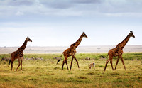 Giraffes On Parade - Amboseli