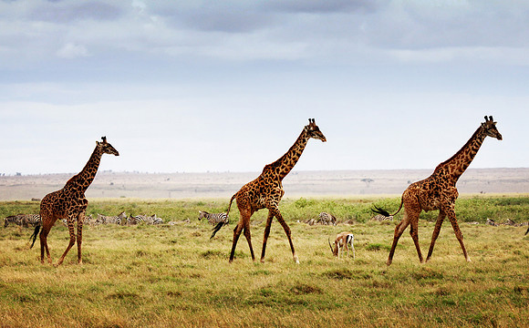 Giraffes On Parade - Amboseli