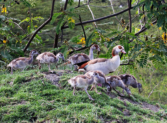 Egyptian Goose Family - Lake Naivasha