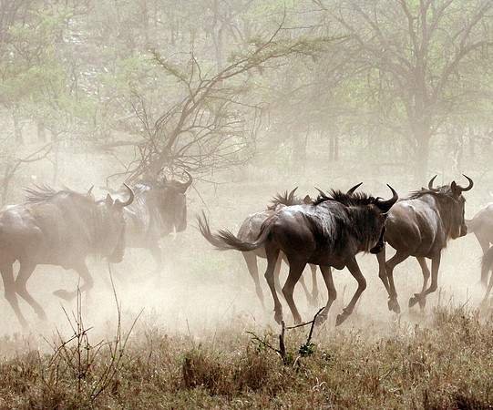Wildebeests Stirring Up Dust - Serengeti