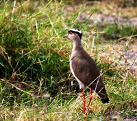 Crowned Lapwing - Amboseli