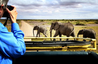 Female Elephant with Calves - Amboseli
