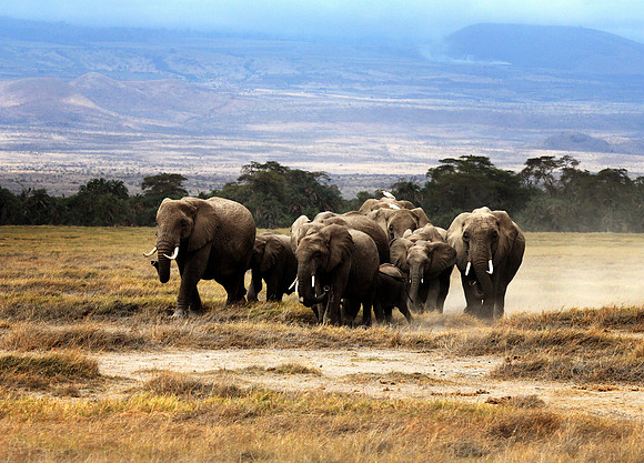 Advancing Across the Savannah - Amboseli