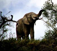 Lunching on Acacia Trees - Serengeti