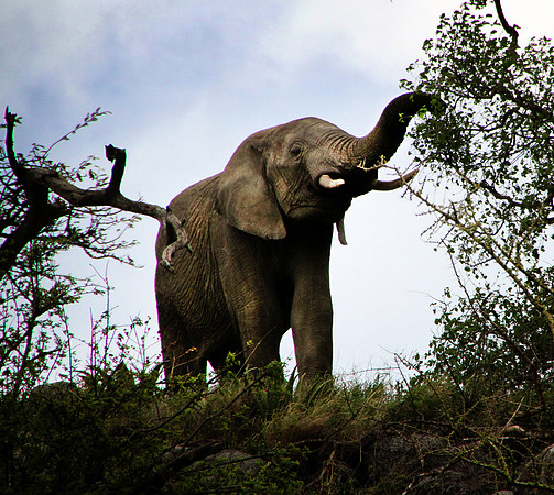 Lunching on Acacia Trees - Serengeti