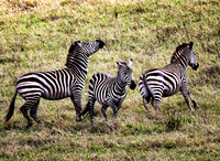 Zebras Frolicking - Ngorongoro