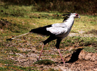 Secretary Bird - Ngorongoro