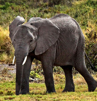 Elephant Strolling - Amboseli