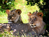 Female Lions - Masai Mara