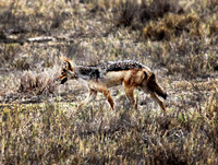 Side-striped Jackal - Ngorongoro