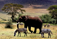 Just Passing Through! - Ngorongoro