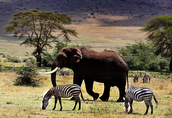 Just Passing Through! - Ngorongoro