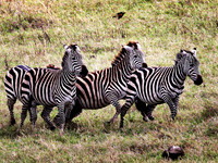 Zebra Trio - Ngorongoro