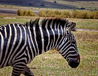 Adult Zebra - Ngorongoro
