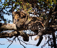 Leopard Relaxing - Masai Mara