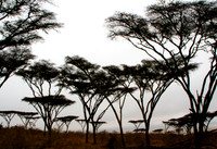 Acacia Trees Silouetted Against Fog