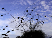 Weaver Bird Nests - Amboseli